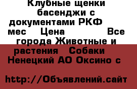 Клубные щенки басенджи с документами РКФ - 2,5 мес. › Цена ­ 20 000 - Все города Животные и растения » Собаки   . Ненецкий АО,Оксино с.